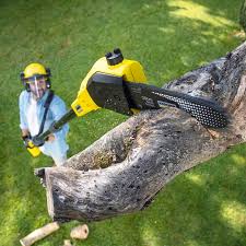 Trusted Prescott Valley, AZ Tree Removal and Landscaping Services Experts